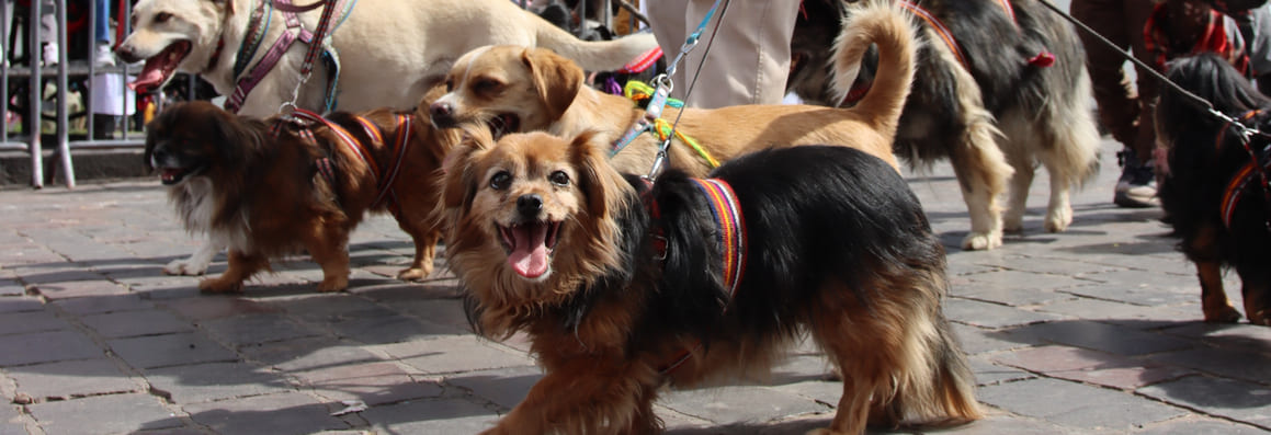 Perritos, 4 patitas, luchos