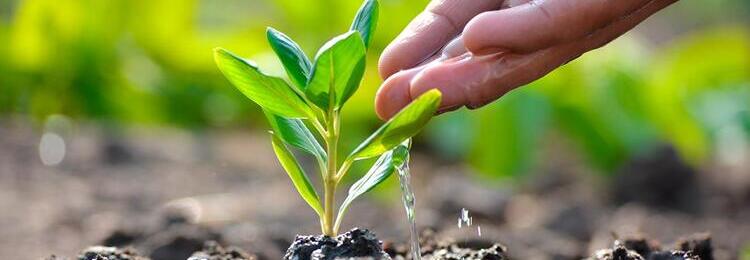 Reforestacion, plantar arboles